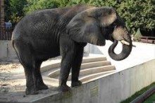 slon zoo Bojnice